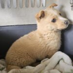 A Glimmer of Hope for a Young Korean Mix-Breed: Rescued in Changnyeong, South Korea, Seeking International Adoption 6 neugle pet 경남 창녕 2026 00102