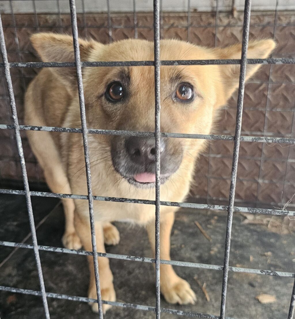 neugle pet 경남 창녕 2026 00103