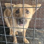 Lily's Earnest Gaze: A Recently Lost 믹스견 in South Korea Seeks International Adoption 4 neugle pet 경남 창녕 2026 00103