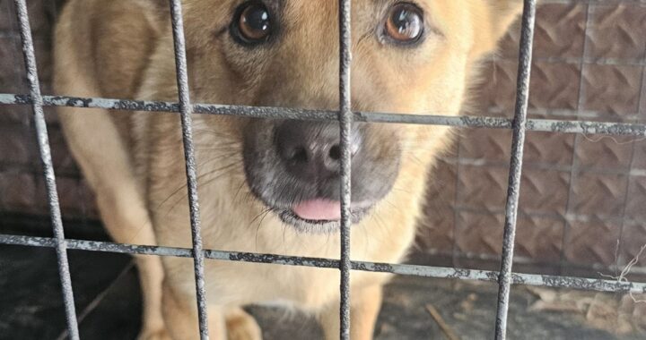 neugle pet 경남 창녕 2026 00103