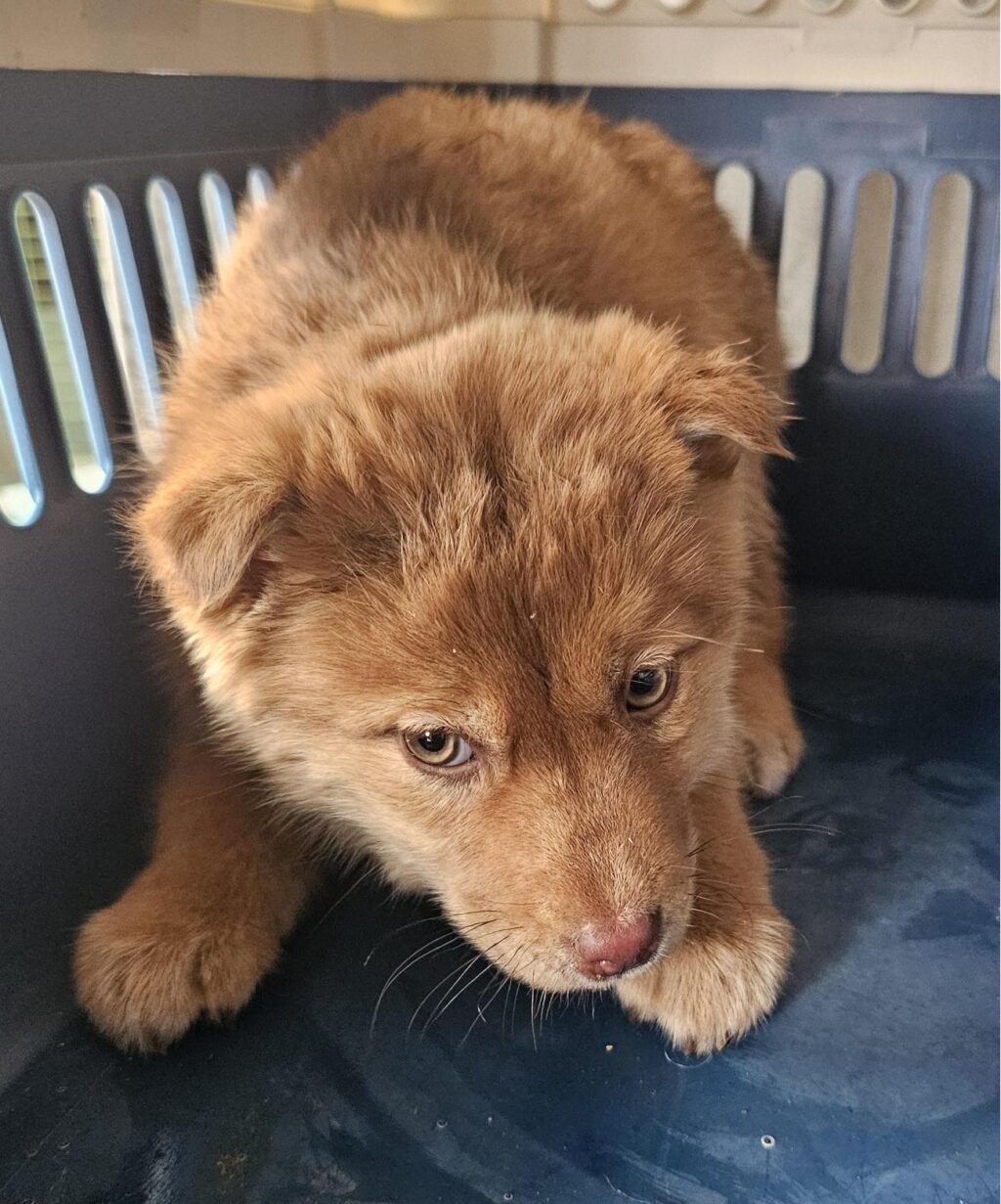 neugle pet 경남 창녕 2026 00104