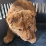 A Tiny Brown Mix-Breed Puppy's Plea: Abandoned in Changnyeong, South Korea, Seeks International Adoption 4 neugle pet 경남 창녕 2026 00104