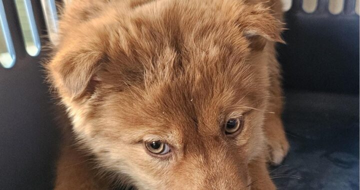 neugle pet 경남 창녕 2026 00104