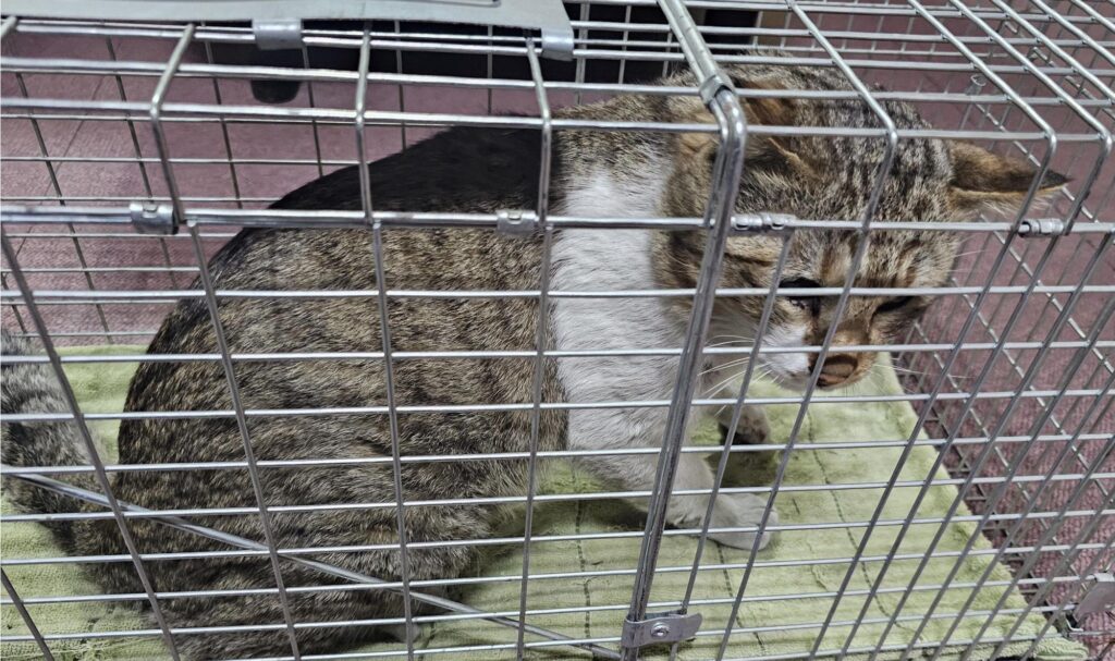 neugle pet 경남 창녕 2026 00105