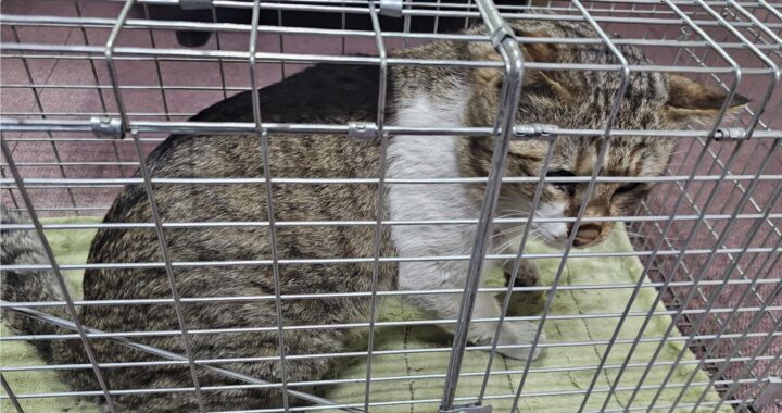 neugle pet 경남 창녕 2026 00105