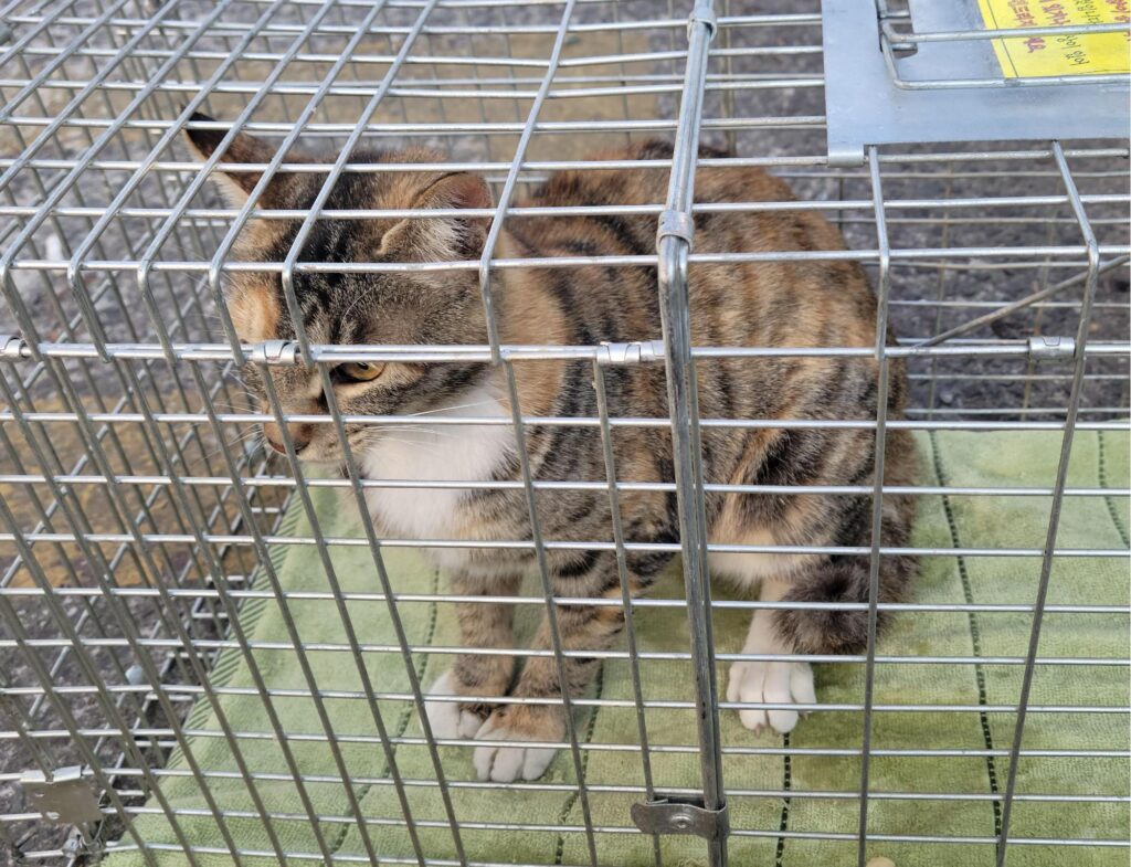 neugle pet 경남 창녕 2026 00108