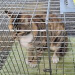 neugle pet 경남 창녕 2026 00108