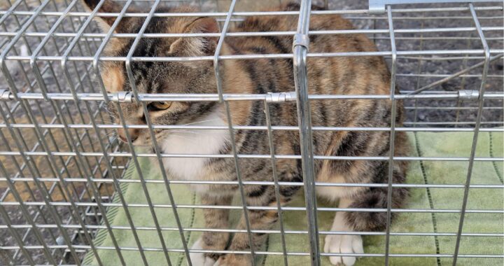 neugle pet 경남 창녕 2026 00108