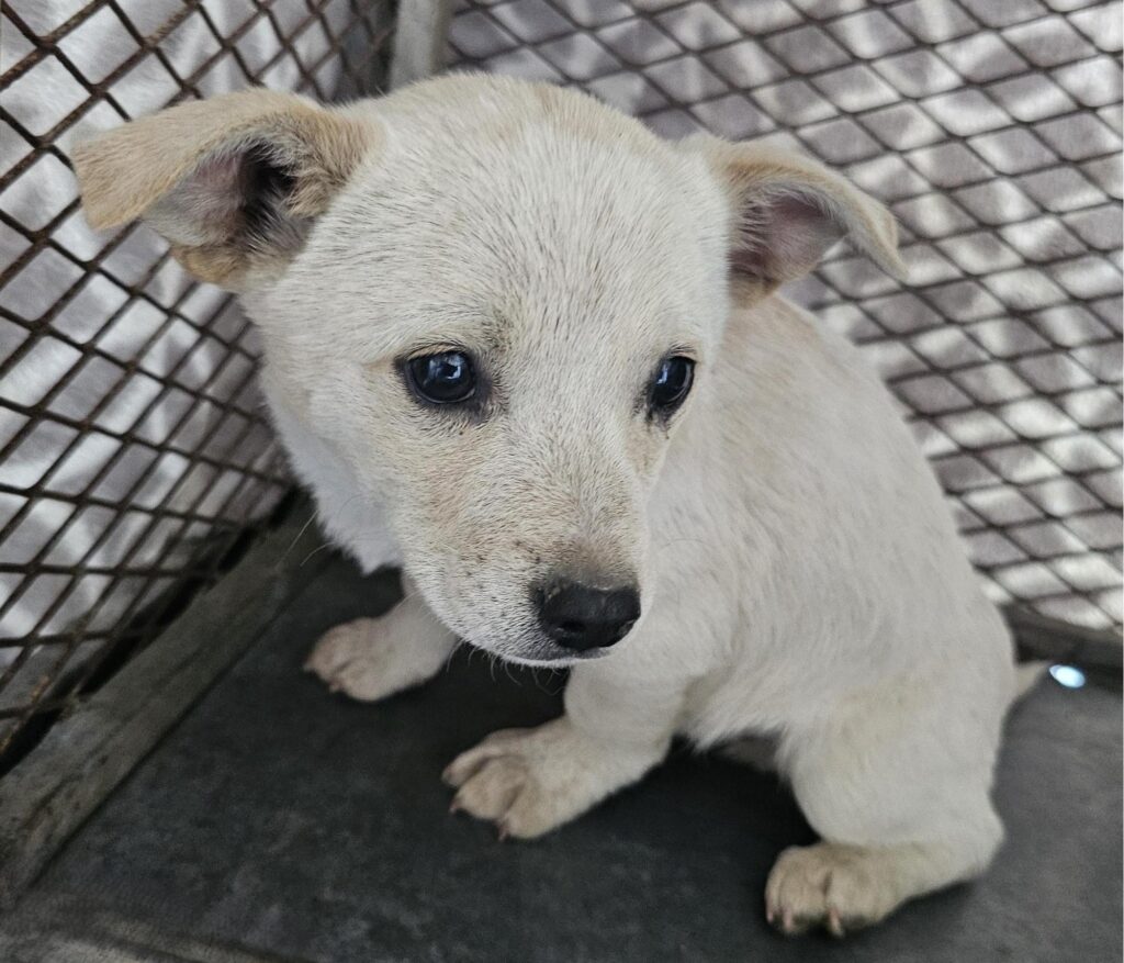 neugle pet 경남 창녕 2026 00111