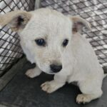 neugle pet 경남 창녕 2026 00111