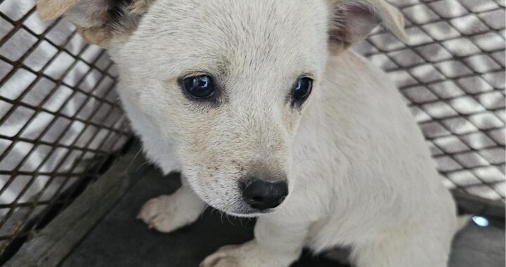 neugle pet 경남 창녕 2026 00111