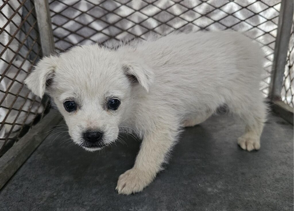 neugle pet 경남 창녕 2026 00112