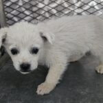 neugle pet 경남 창녕 2026 00112