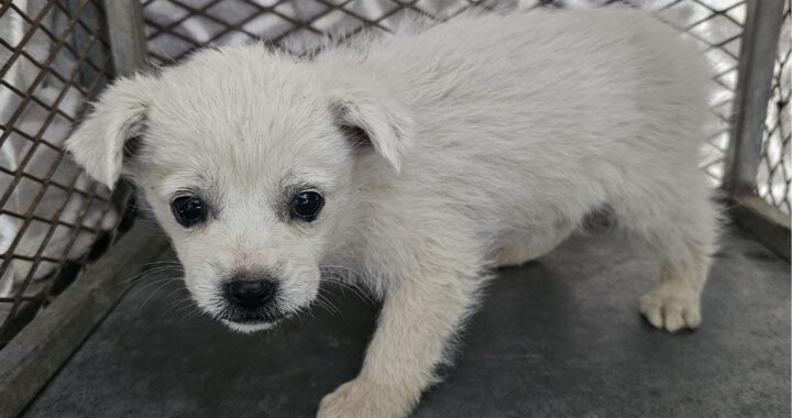 neugle pet 경남 창녕 2026 00112