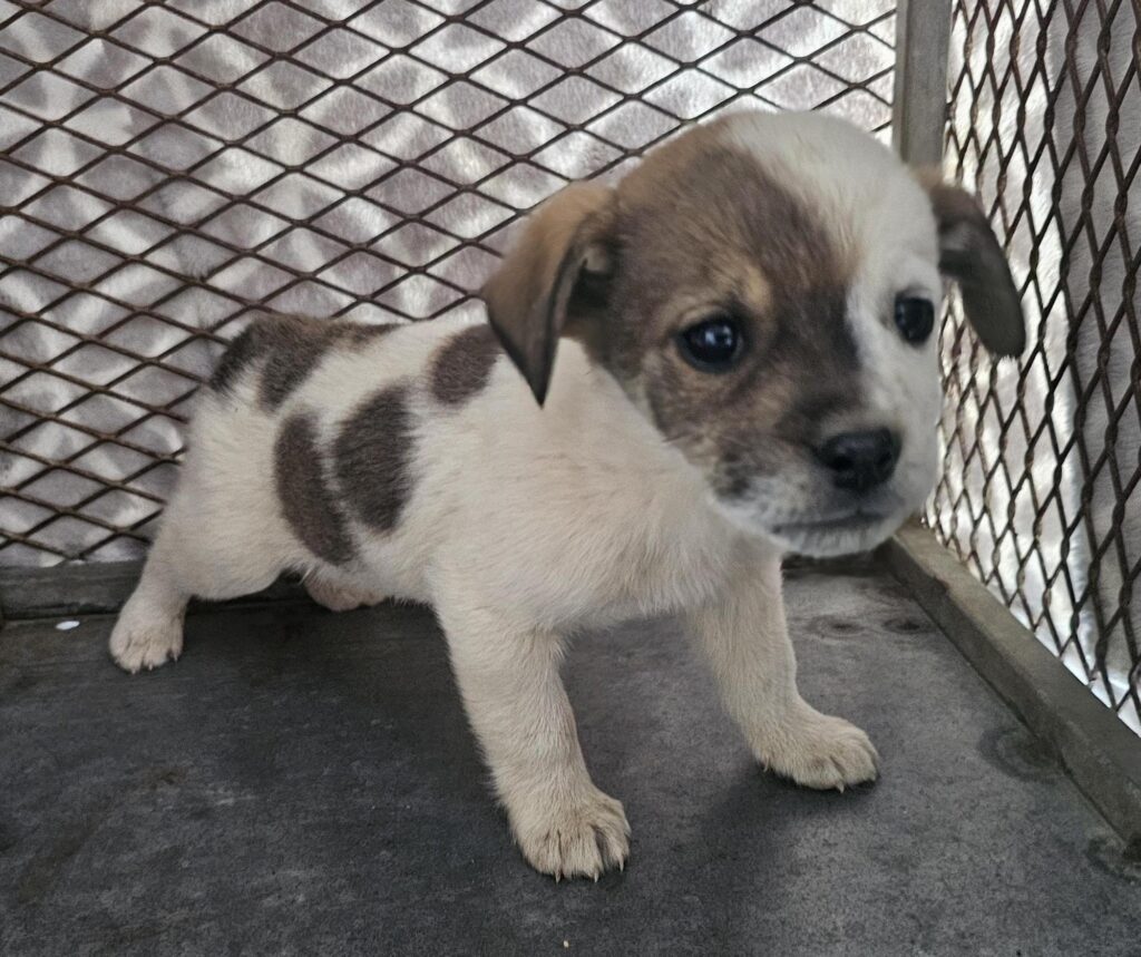 neugle pet 경남 창녕 2026 00116