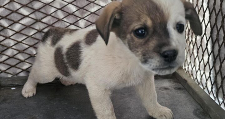 neugle pet 경남 창녕 2026 00116