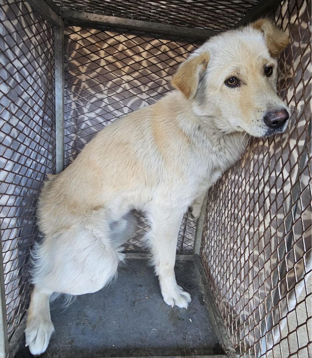 neugle pet 경남 창녕 2026 00117