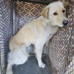 Daman's Plea: A Gentle Mix-Breed's Journey from Lost to Hope in South Korea 6 neugle pet 경남 창녕 2026 00117