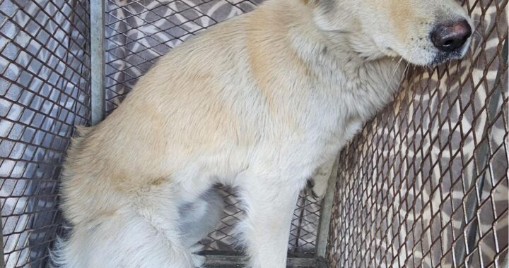 neugle pet 경남 창녕 2026 00117