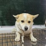 neugle pet 경남 창원1 2026 00126