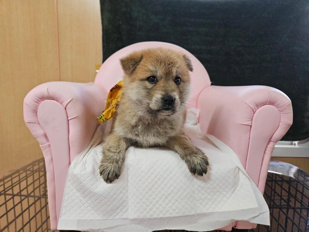 neugle pet 경남 창원1 2026 00127