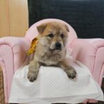 neugle pet 경남 창원1 2026 00127