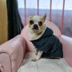 neugle pet 경남 창원1 2026 00132