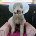 neugle pet 경남 창원1 2026 00179