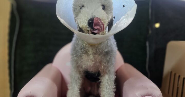 neugle pet 경남 창원1 2026 00179