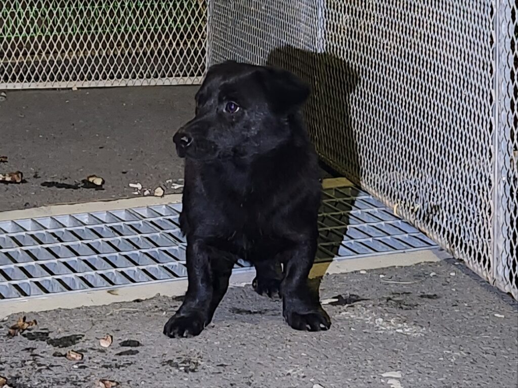 neugle pet 경남 창원1 2026 00181