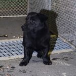 neugle pet 경남 창원1 2026 00181