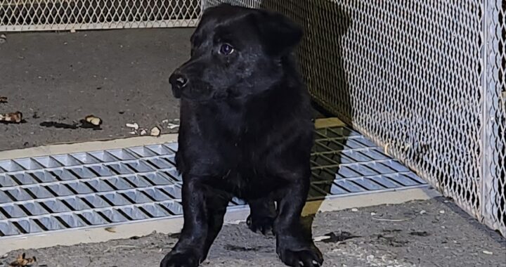 neugle pet 경남 창원1 2026 00181