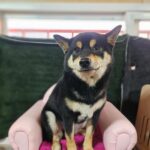 neugle pet 경남 창원1 2026 00182