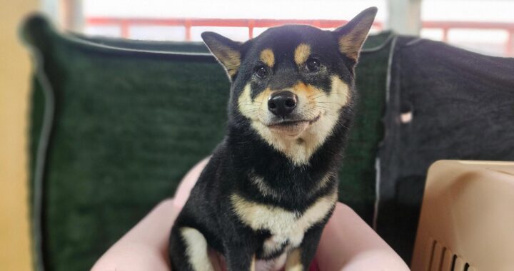 neugle pet 경남 창원1 2026 00182