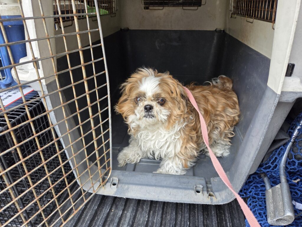 neugle pet 경남 창원1 2026 00183