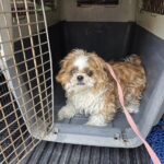 neugle pet 경남 창원1 2026 00183