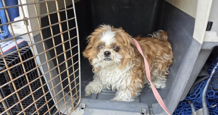 neugle pet 경남 창원1 2026 00183