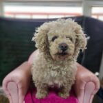 neugle pet 경남 창원1 2026 00192