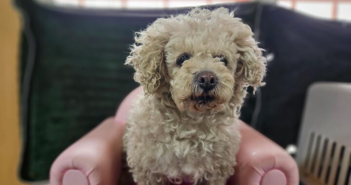 neugle pet 경남 창원1 2026 00192