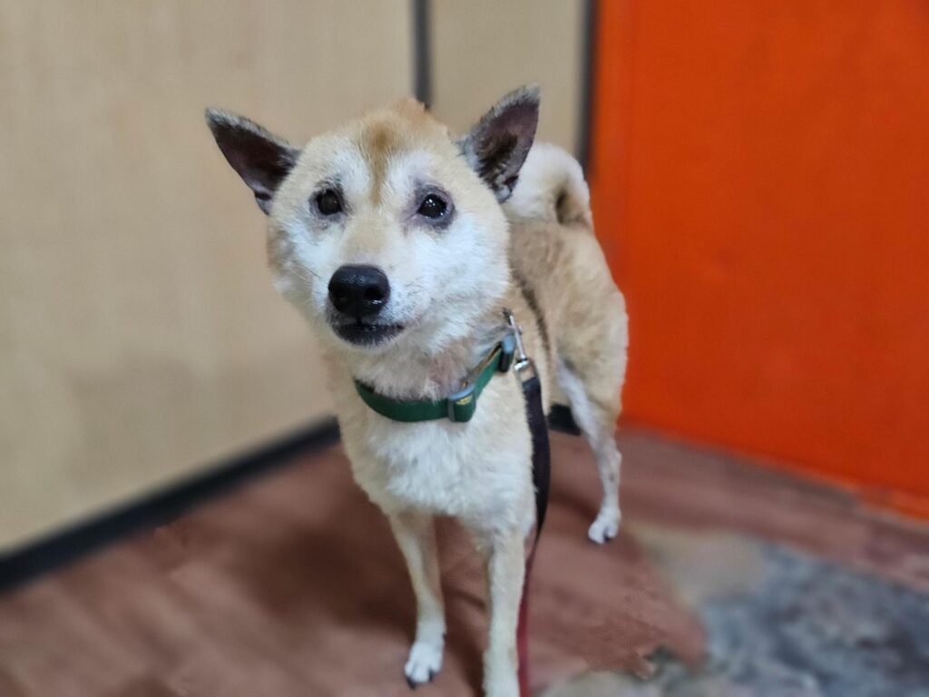 neugle pet 경남 창원1 2026 00193