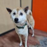 neugle pet 경남 창원1 2026 00193