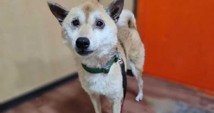 neugle pet 경남 창원1 2026 00193