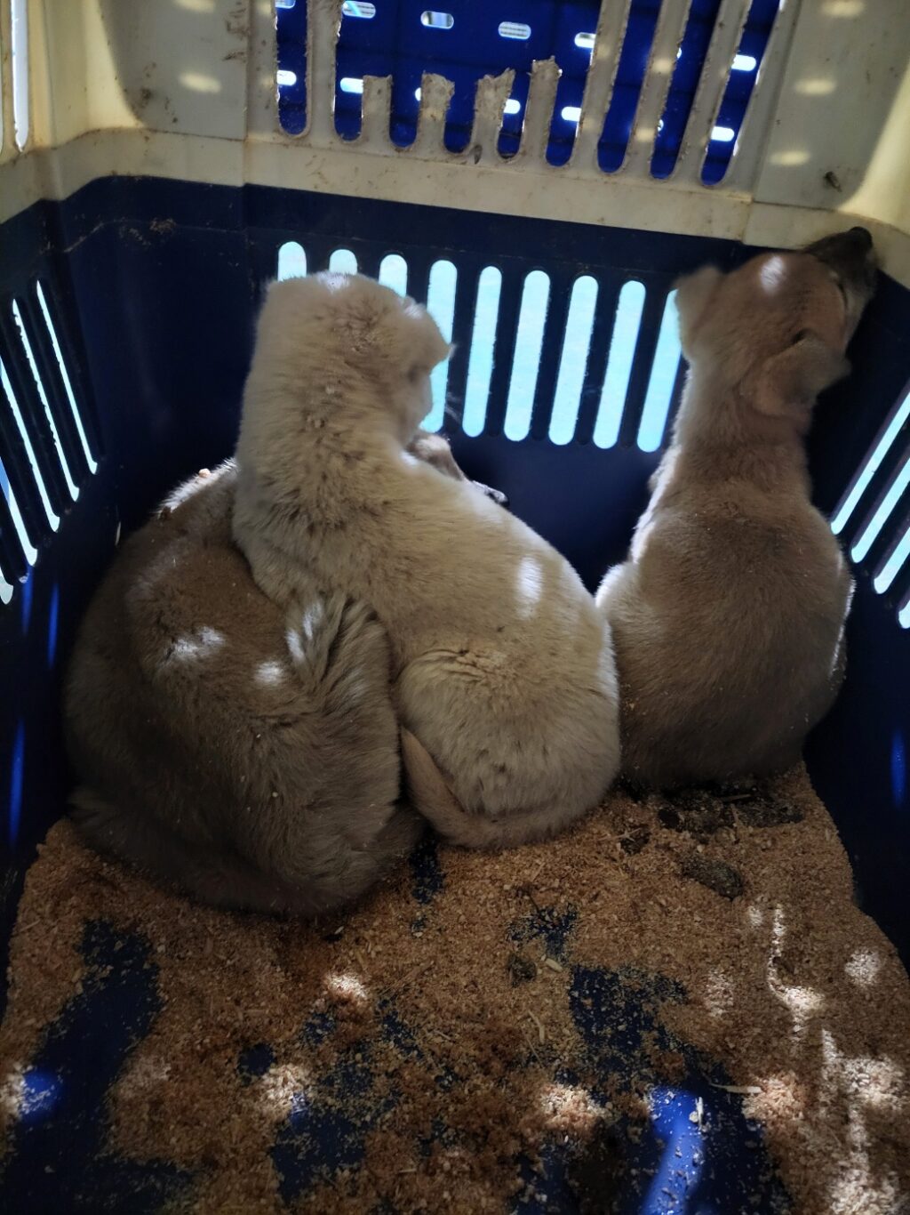 neugle pet 경남 함안 2026 00061