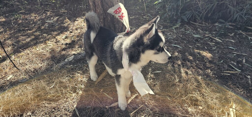 neugle pet 경남 함안 2026 00071