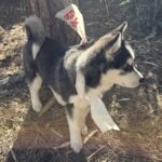 neugle pet 경남 함안 2026 00071