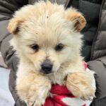 From the Streets of Ssangbaek-myeon: A Mix-Breed's Hope for International Adoption 3 neugle pet 경남 합천 2026 00116