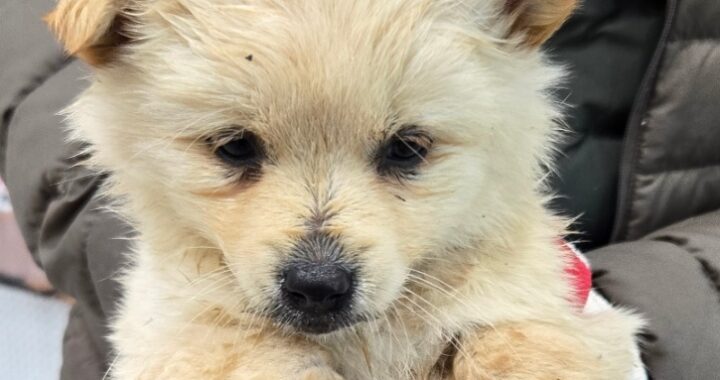 neugle pet 경남 합천 2026 00116