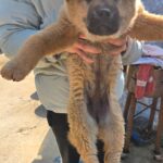 neugle pet 경남 합천 2026 00124