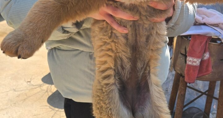 neugle pet 경남 합천 2026 00124