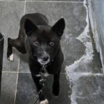 neugle pet 경남 합천 2026 00128